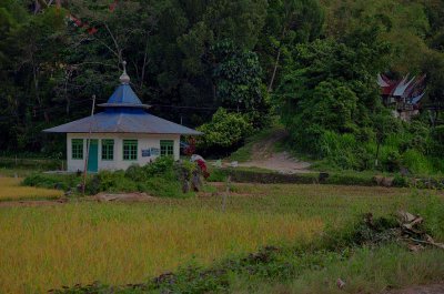 A mosque in the rice fields, Tana Toraja - 3263