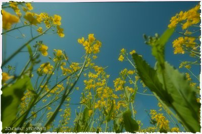 Canola