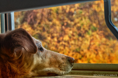 Lazy Autumn Night