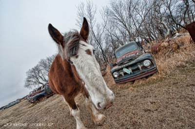 Walter The Clydesdale