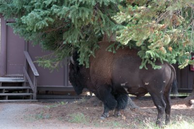 I found this guy waiting for us to leave the cabin.  