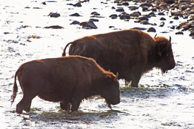 The Animals of Yellowstone and Grand Teton Ntl. Parks