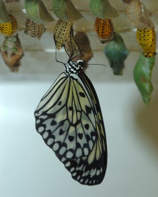 cockrell_butterfly_center