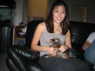 currently still koda the yorkie.. so cute!