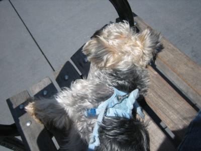 the benches outside the ferry building