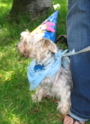 wicket has a b-day bandanna on