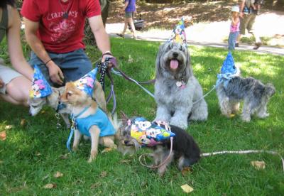 dogs in birthday hats!