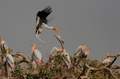 Painted Stork Colony
