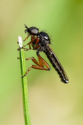 Black Robber fly