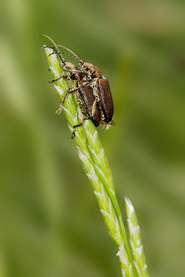 Mating Beetles