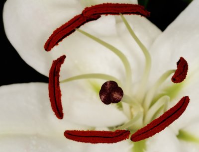 Stamen