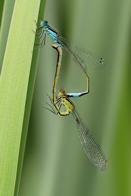 Damsels Mating