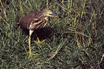 Indian pond heron 01