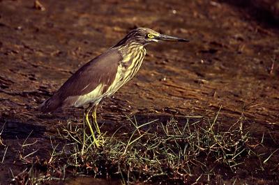 Indian pond heron 03