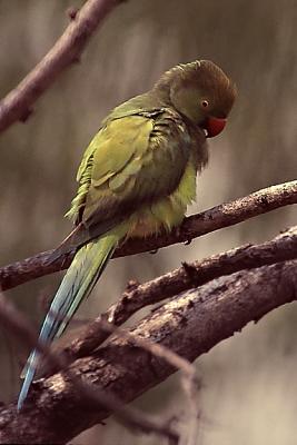 Parakeet preening 01