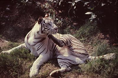 White tiger 01