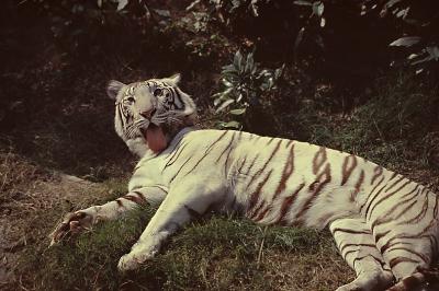 White tiger 03