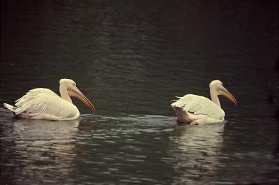 Great white pelican pair