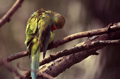 Parakeet