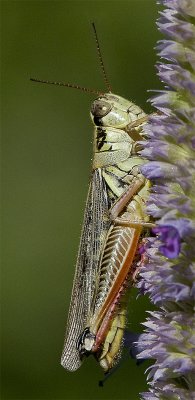 Grasshopper