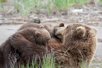 Baby Grizzly Bears At Play