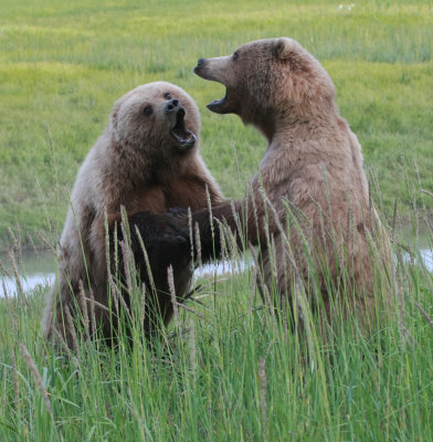Fighting Brown Bears