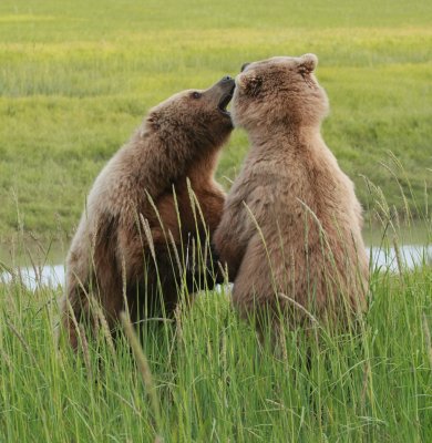 Fighting Brown Bears