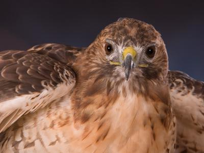 Red Tailed Hawk