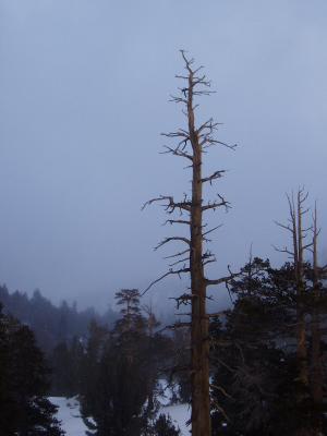 Mount Rose Meadows