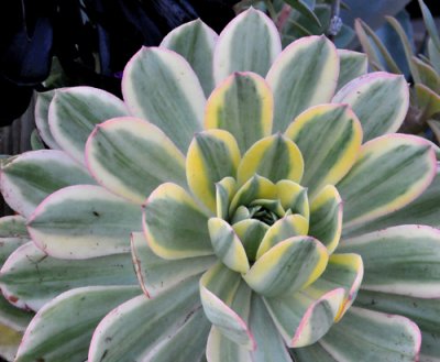 A succulent
