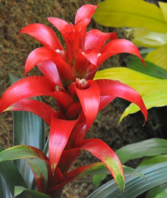 Bromeliad