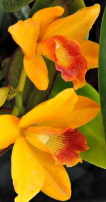 Orchids - 1