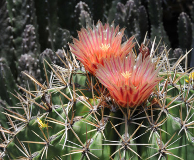 Two blossoms in thorny territory!