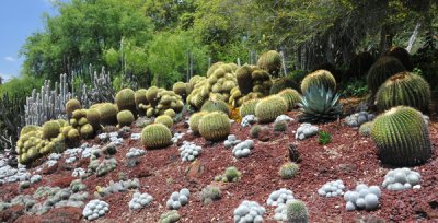 Cacti mound