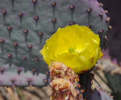 Unusual yellow blossom from purplish cactus!