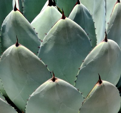 Agave sections in military formation!