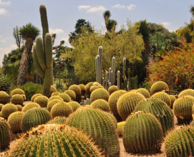 Group of round cacti