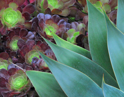 Lovely agave leaves with succulents in the bacground