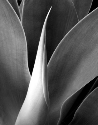 Agave 1