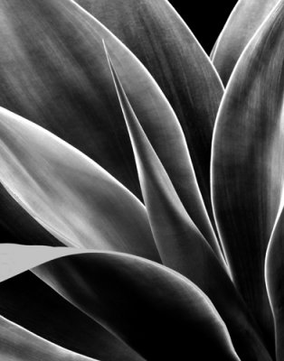 Agave 3