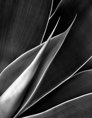 Agaves in B&W