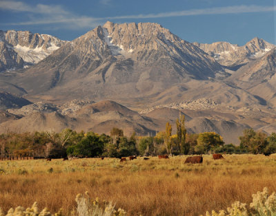 Cattle grazing in view of Eastern Sierras