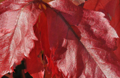 Red leaves in fence