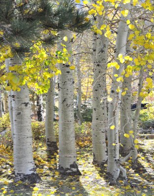 Fall Color in Eastern Sierras; late October 2011.