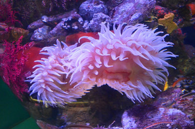 A lovely sea anemone!
