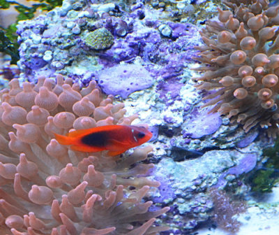 A clown fish in the anemone