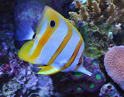 Longnose Butterfly fish