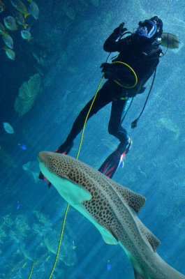 Diver and Zebra shark