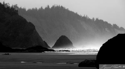 Birds and Mist.  Ecola State Park, near Cannon Beach.