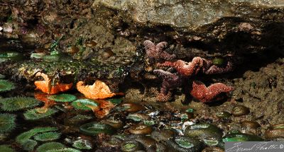 Colorful and Diverse Sea Life.  Tide pools, near Otter Crest Inn.